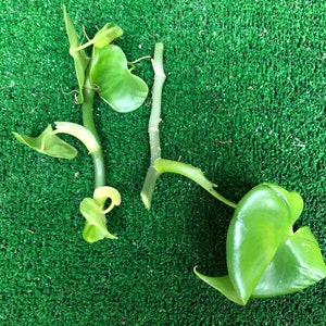 philodendron grazielae 2 cuttings