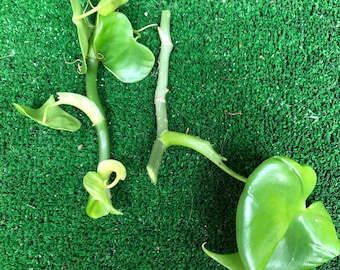 philodendron grazielae 2 cuttings