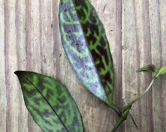 Aeschynanthus Lipstick Black Pagoda, Cuttings