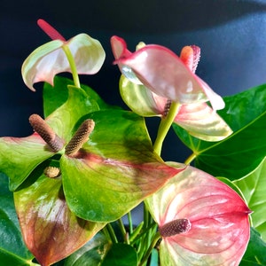 Obake Anthurium Plant - Etsy