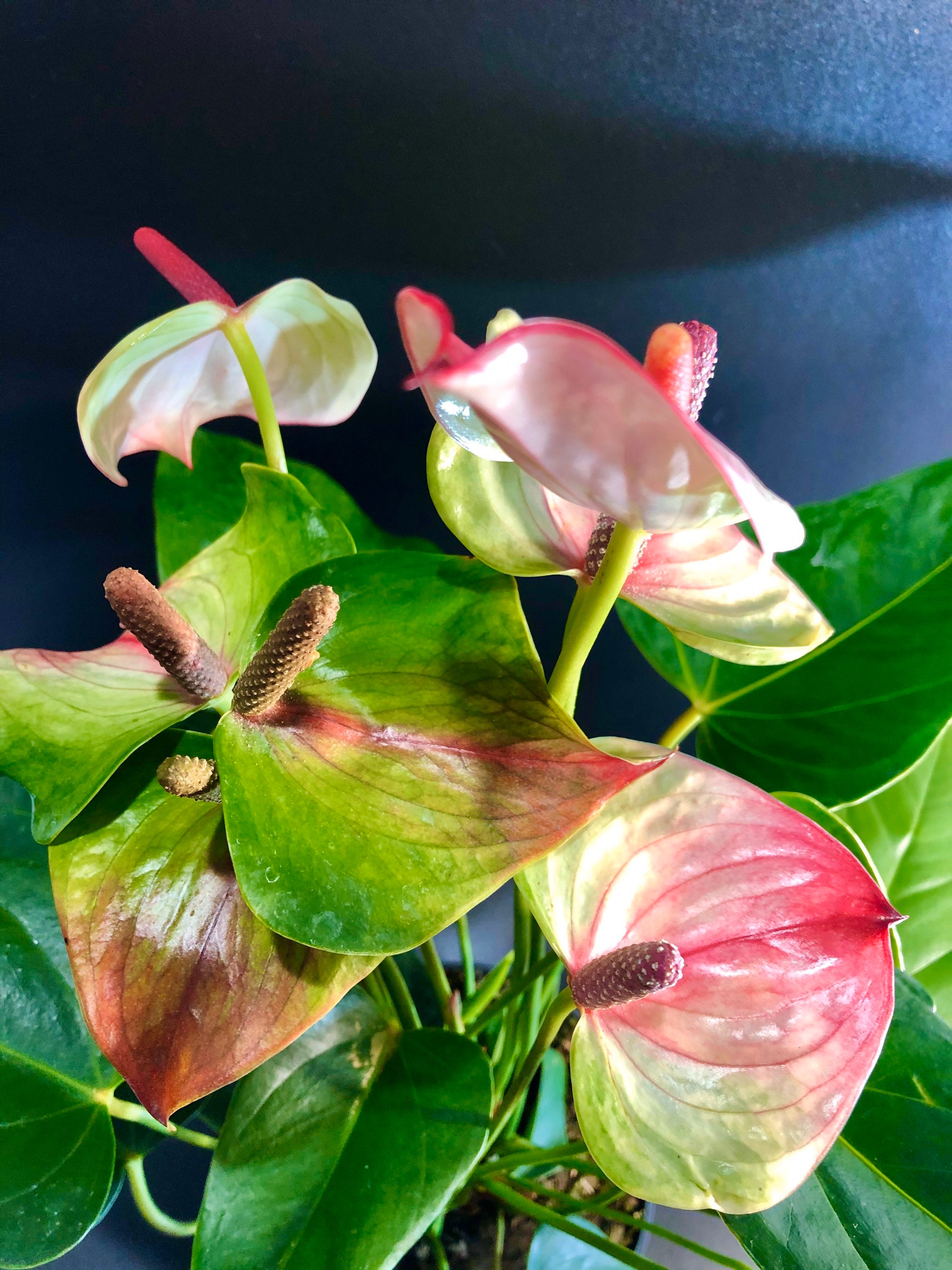 Anthurium superbum - Etsy 日本