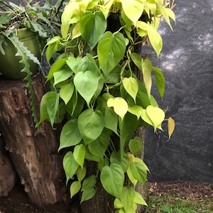 Philodendron lemon lime 8” wiszący kosz DUŻA ROŚLINA