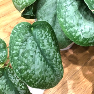 May include: A close-up of a houseplant with large, green leaves with silver variegation. The leaves have a mottled pattern and are heart-shaped.