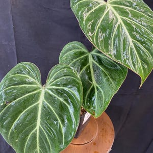 philodendron gloriosum 4” live exotic tropical plant