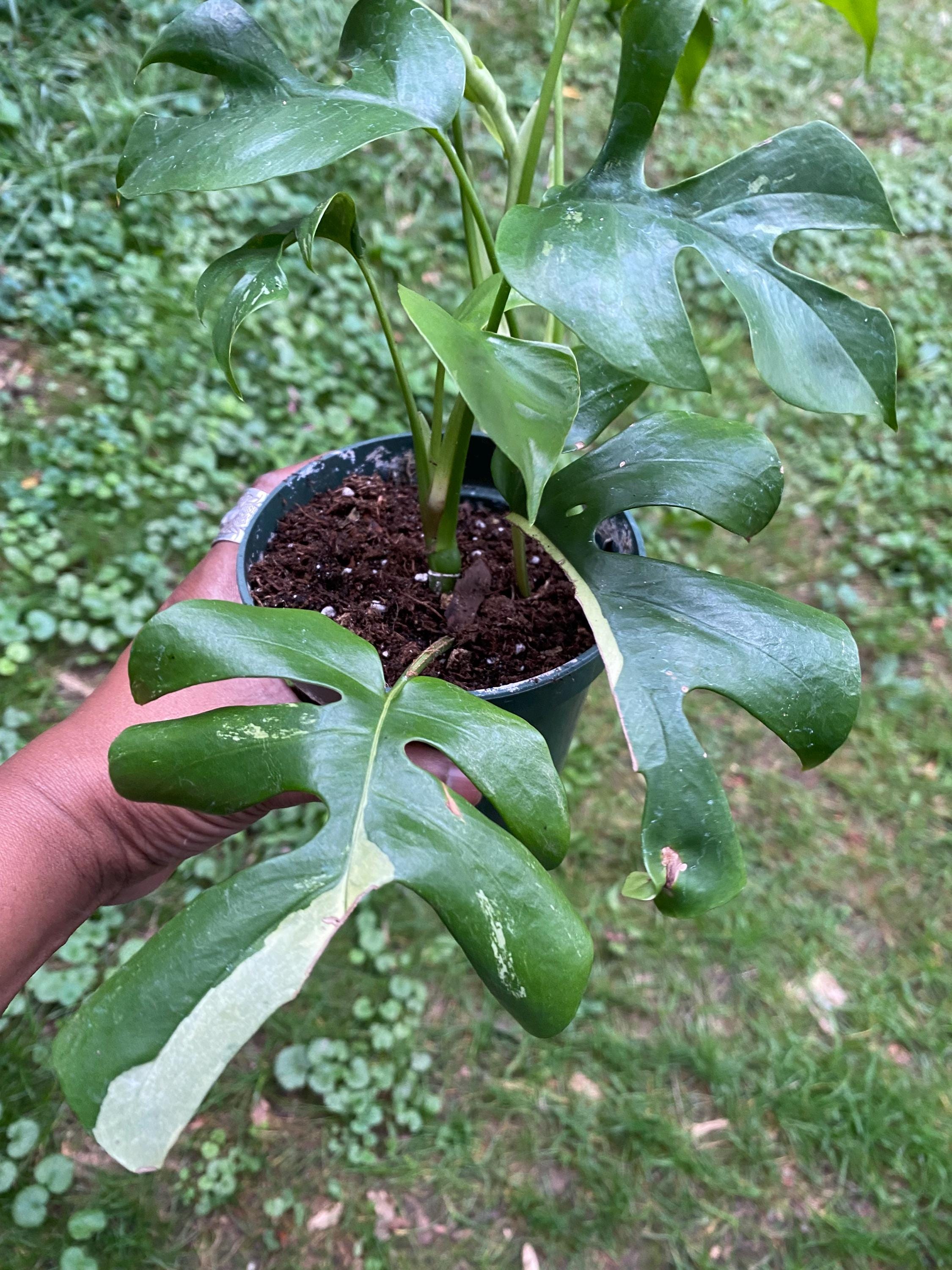 Rhaphidophora - Etsy 日本