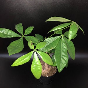 Money plant 4”