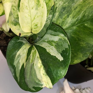 manjula pothos 4”
