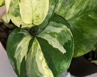 manjula pothos 10 cm