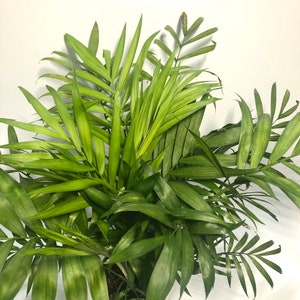 Palm Neanthe Bell 4” pot