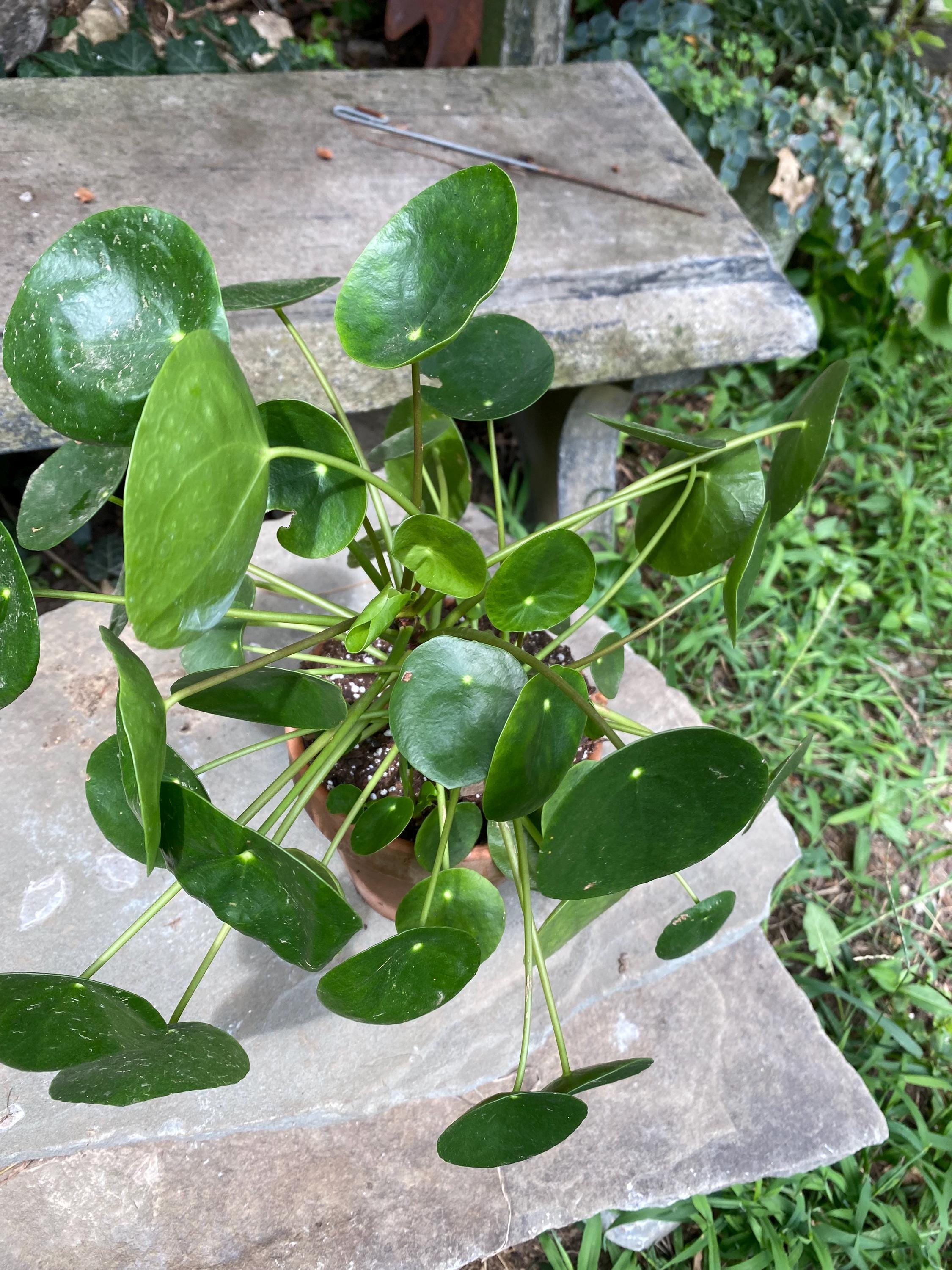 Chinese Money Plant Pilea Peperomioides Tall Coin Leaf Houseplant Easy Care  Indoor Plant Growing in 6 in Clay Pot - Etsy