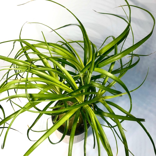 Ponytail palm “Guat” 6”