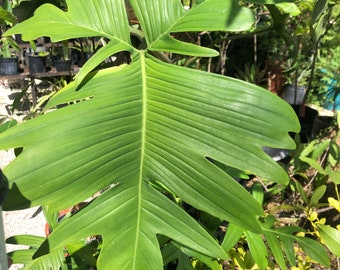 Philodendron pedatum 4.5”