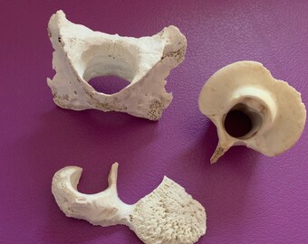 Three Deer Vertebrae Pieces: real cruelty free animal bone bundle