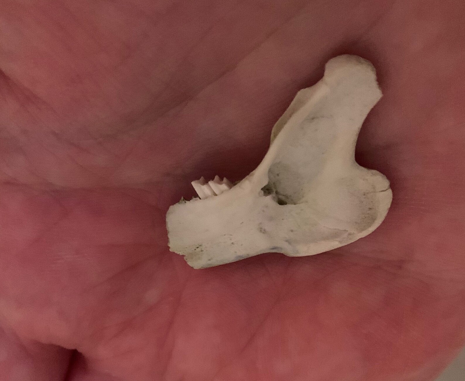 Rabbit Jaw Piece Small Bunny Jaw Bone With Two Teeth Etsy