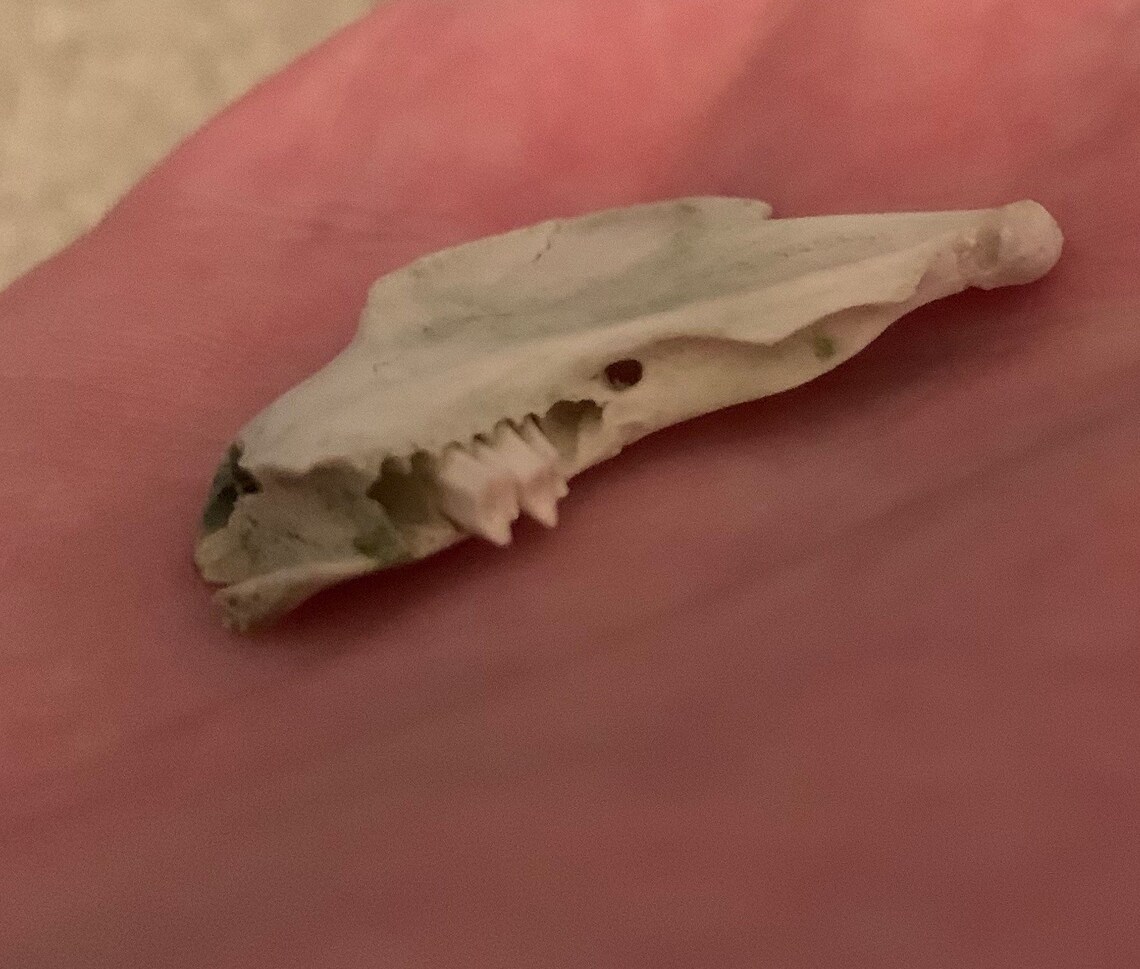 Rabbit Jaw Piece Small Bunny Jaw Bone With Two Teeth Etsy