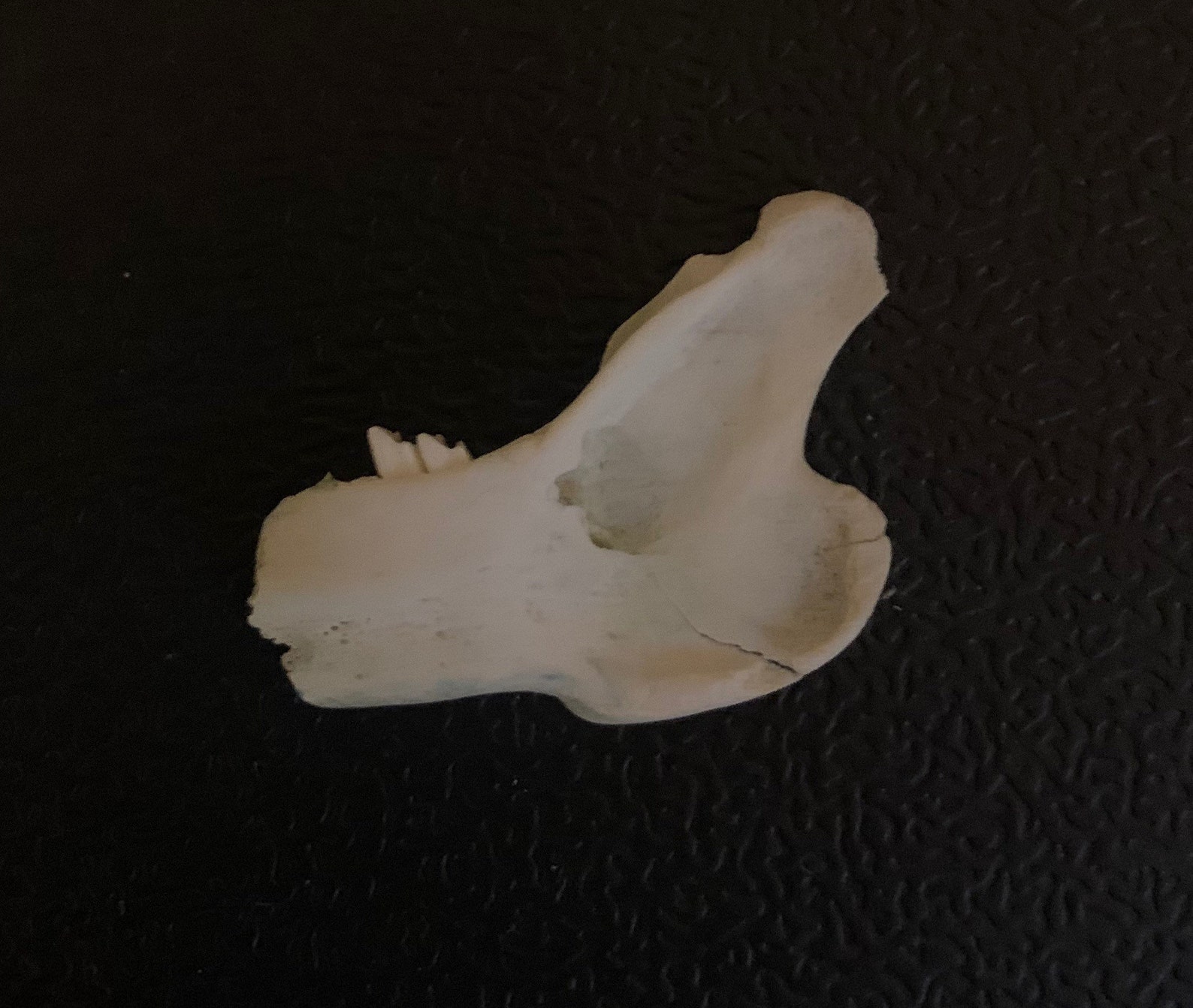 Rabbit Jaw Piece Small Bunny Jaw Bone With Two Teeth Etsy