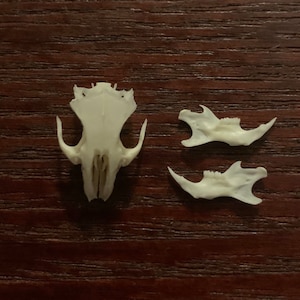 Mouse Skull + Jaws: real cruelty free tiny mouse bones