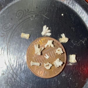 May include: A collection of small, off-white bone fragments scattered on a silver lid, next to a copper penny. The penny displays the word "ONE" and the words "UNITED STATES OF AMERICA". The lid is on a reddish-brown surface.