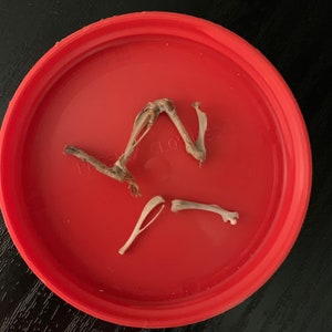 Skeletal Mouse Leg + Matching leg bones: real cruelty free animal bones