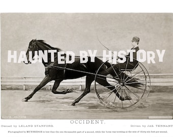 エドワード・マイブリッジの写真、動作研究、騎手と馬、1880