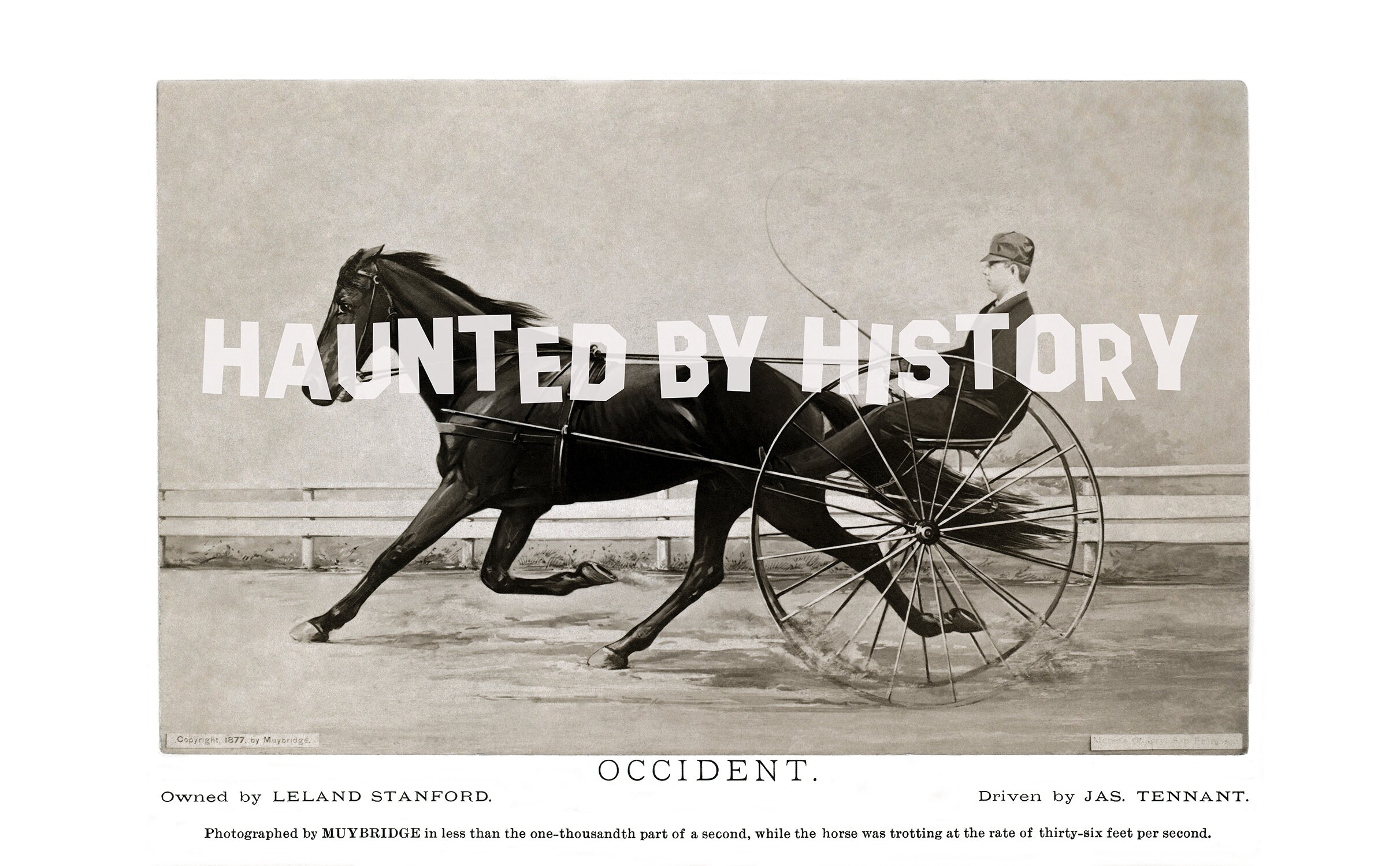 Eadweard Muybridge Horse Photo Poster: Antique Motion Study Print