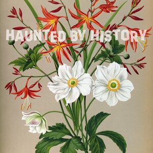 Crocosmia Aurea - Anemone Japonica Poster - anemone japonica, crocosmia aurea, flowers, botanical, vintage flowers, vintage illustration