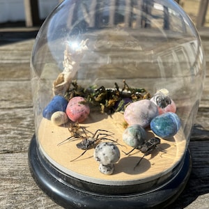 May include: A glass dome terrarium with a black base, containing a small mushroom, two spiders, moss, and colorful stones.
