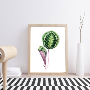 Calathea Medallion Peacock Leaf Watercolor Art Print. - Etsy