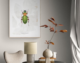 Poster - ground beetle, poster, A2, decoration, wall design, wall pictures, wall decoration, animals, nature