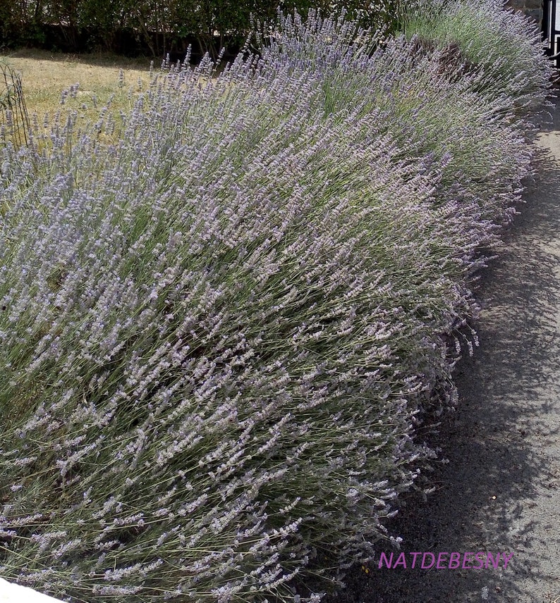 Red Lavender sachets