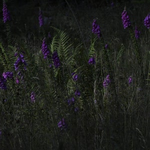 Foxgloves, flowers, woodland scene