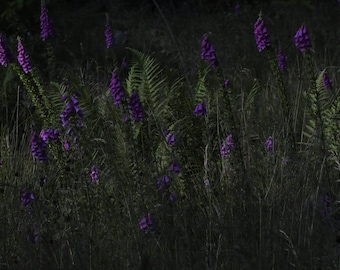 Fingerhüte, Blumen, Waldszene