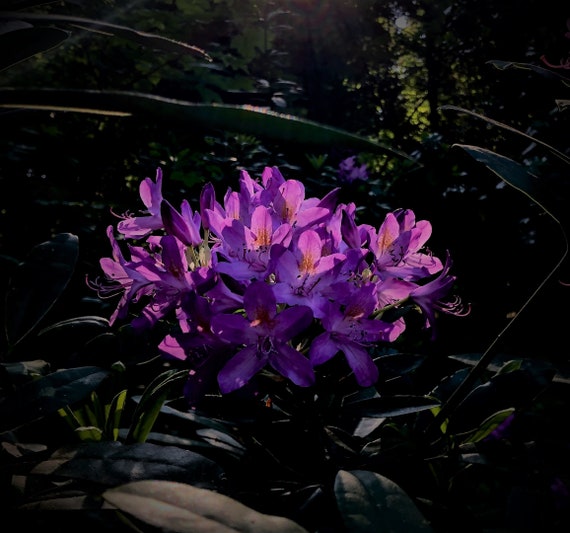 Wild Rhododendron