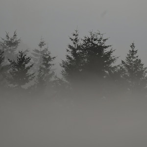 Black & White Trees