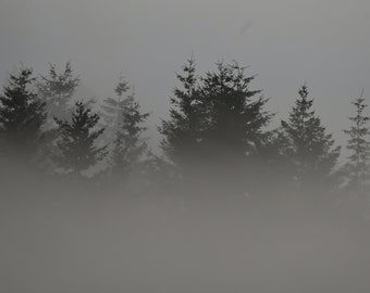 Black & White Trees