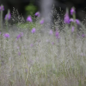 Foxgloves, woodland scene, woodland flowers, wild flowers