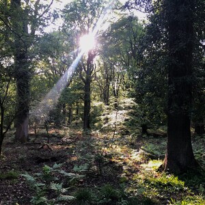 The Forest