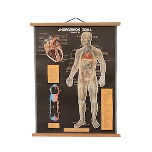 Kreislaufsystem Pull-Down-Chart Vintage Menschliche Körper Anatomie Lernposter Großes Geschenk für Lehrer und Medizinstudierende