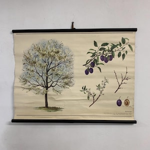 Albero di prugne vintage da abbassare, tabella scolastica botanica, tabella scolastica botanica scientifica, mappa scolastica vintage, tabella illustrata vintage, arredamento per la casa.
