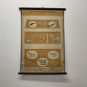 Gráfico de impressão de litografia de anatomia do zoológico, cartão vintage, gráfico de parede, mapa escolar, tapeçaria de parede, decoração de casa.