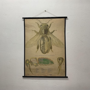Fly Anatomy Lithography impression carte scolaire carte vintage en carton imprimé carte scolaire carte tapisserie murale décoration d'intérieur.