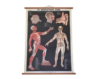 Anatomy Chart Etsy