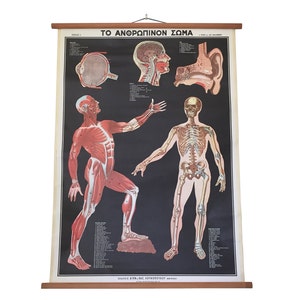 Vintage Anatomie des Menschen, Anatomie Poster, Anatomisches Poster, Vintage Anatomie des menschlichen Körpers, Medizinische Lehrtafel