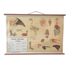 Vintage vogel anatomie grafiek - educatieve zoölogie print, geïllustreerde schoolposter, decor vogel fysiologie, wetenschappelijke muurkunst