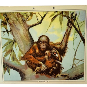 Cuadro escolar Monos N.O.S, Cuadro escolar original de cartón, Cuadro de cartón vintage, Cuadro de pared, Decoración habitación niños, Cuadro escolar