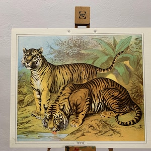 Lámina escolar Tigres N.O.S Lámina escolar original de cartón Lámina de cartón vintage Lámina de pared Decoración habitación infantil Lámina escolar