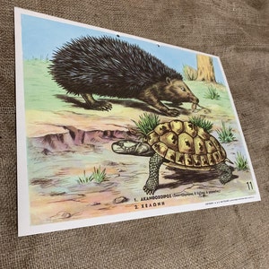 Impresión escolar Ηedgehog Turtle N.O.S Carta escolar de cartón original Impresión de cartón vintage Decoración de la habitación para niños Decoración del hogar.