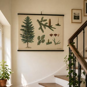Fir Tree Botanical Chart Vintage, Czech Botany School Pull Down Chart, Botanical Wall Poster, Natural History Decor