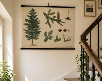 Fir Tree Botanical Chart Vintage, Czech Botany School Pull Down Chart, Botanical Wall Poster, Natural History Decor
