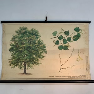 May include: Vintage botanical chart featuring a detailed illustration of a tree and its parts, including leaves and branches. The chart is printed on aged paper and mounted on black wooden rods for hanging. The tree is depicted with green foliage.